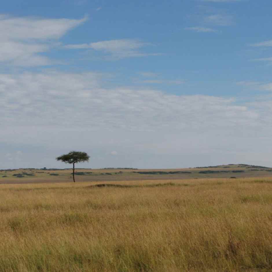 「活化善行小學方案」之我見 - DSE中文科應用文範文